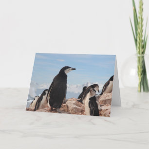 PENGUIN Klappkarte