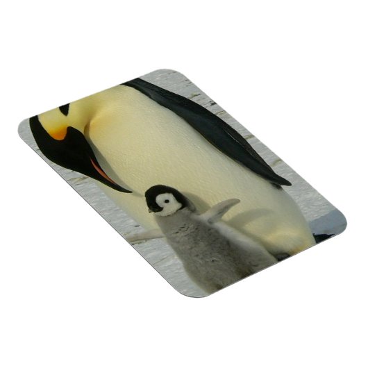 Penguin Looking at Chick Magnet (Rechte Seite)