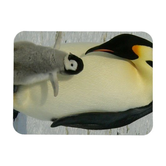 Penguin Looking at Chick Magnet (Horizontal)