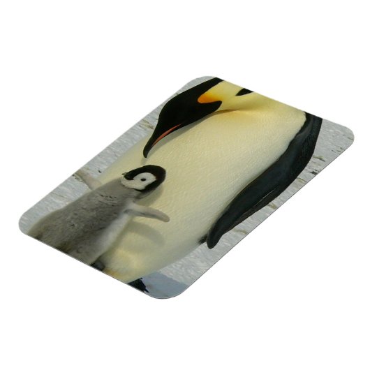 Penguin Looking at Chick Magnet (Linke Seite)