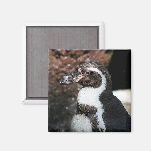 Penguin Magnet (Vorderseite/Rückseite)