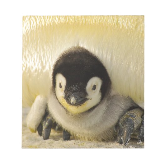 Penguin Notizblock (Vorderseite)