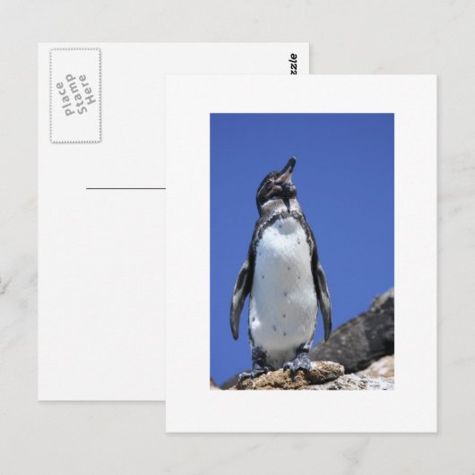 Penguin on Blue Postkarte (Vorne/Hinten)