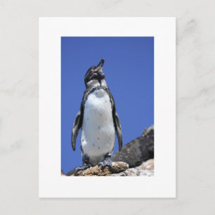 Penguin on Blue Postkarte