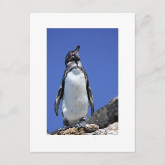 Penguin on Blue Postkarte