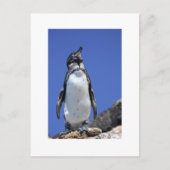 Penguin on Blue Postkarte (Vorderseite)