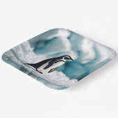 Penguin On Iceberg Pappteller (Gewinkelt)