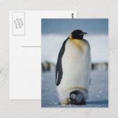 Penguin Parent & Chick Postkarte (Vorne/Hinten)