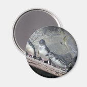 Penguin Perch Magnet (Vorderseite/Rückseite)