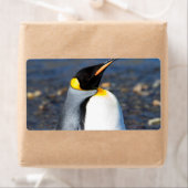 Penguin Portrait (Insitu)