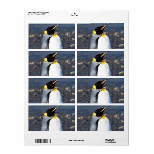 Penguin Portrait (Vorne)