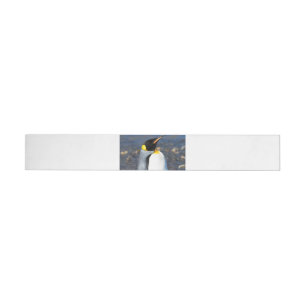Penguin Portrait