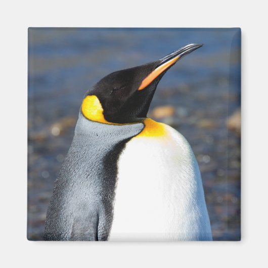 Penguin Portrait Magnet (Vorne)
