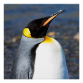 Penguin Portrait Poster (Vorderseite)