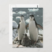 Penguin Postkarte (Vorne/Hinten)