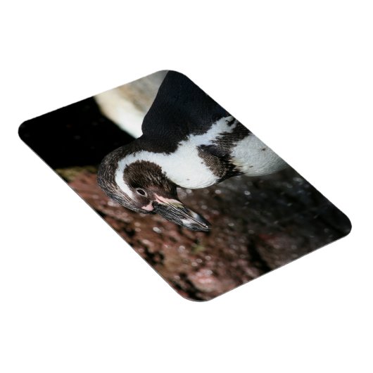 Penguin Premium Magnet (Rechte Seite)