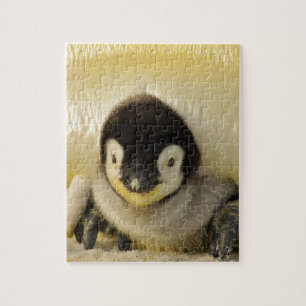 Penguin Puzzle