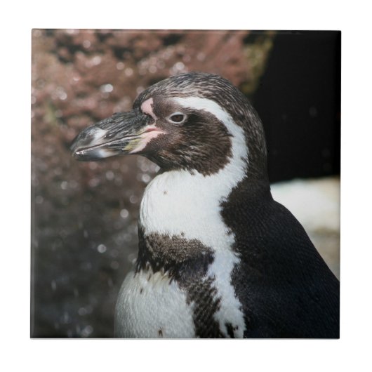 Penguin Tile Fliese (Vorderseite)