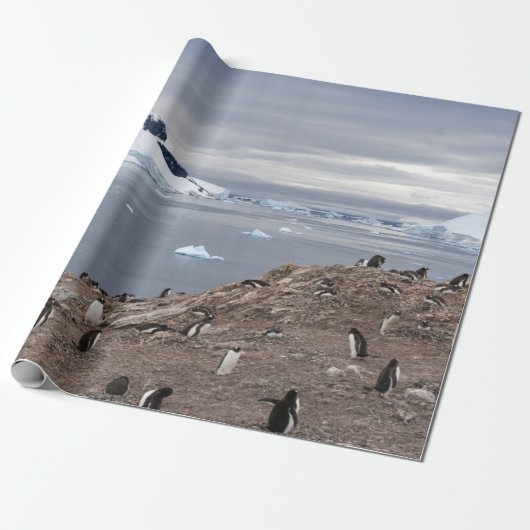 PENGUINS AM MEER GESCHENKPAPIER (Ungerollt)