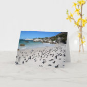 Penguins Boulders Beach | Südafrika Karte (Gelbe Blume)