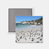Penguins Boulders Beach | Südafrika Magnet (Vorderseite/Rückseite)
