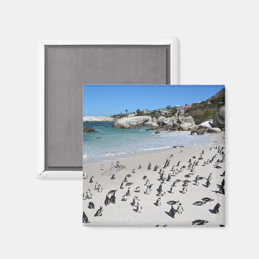 Penguins Boulders Beach | Südafrika Magnet (Vorderseite/Rückseite)