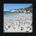 Penguins Boulders Beach | Südafrika Magnet<br><div class="desc">Dieses Foto bietet afrikanische Pinguine im Boulders Beach,  Table Mountain National Park,  direkt außerhalb von Simon's Town in Südafrika auf der Cape Peninsula.</div>