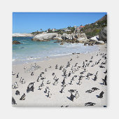 Penguins Boulders Beach | Südafrika Magnet (Vorne)