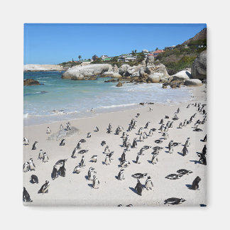 Penguins Boulders Beach | Südafrika Magnet