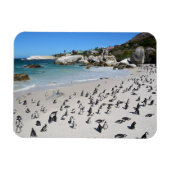 Penguins Boulders Beach | Südafrika Magnet (Horizontal)