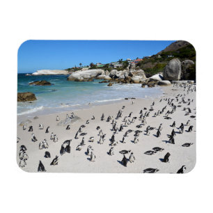 Penguins Boulders Beach   Südafrika Magnet