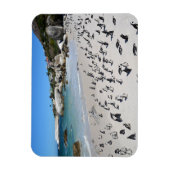 Penguins Boulders Beach | Südafrika Magnet (Vertikal)