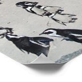 Penguins Boulders Beach | Südafrika Poster (Ecke)