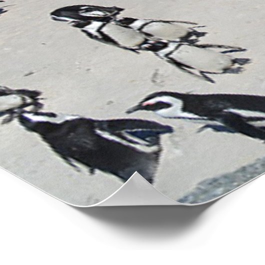 Penguins Boulders Beach | Südafrika Poster (Ecke)
