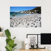 Penguins Boulders Beach | Südafrika Poster (Heimbüro)