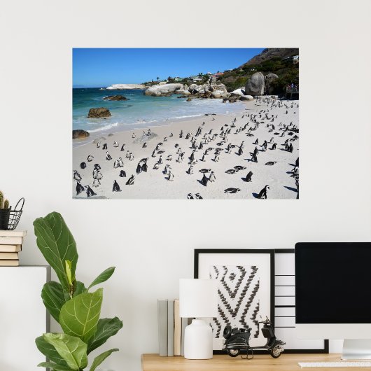 Penguins Boulders Beach | Südafrika Poster (Heimbüro)