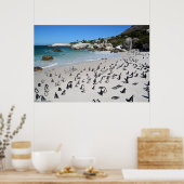 Penguins Boulders Beach | Südafrika Poster (Küche)