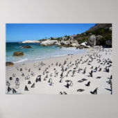 Penguins Boulders Beach | Südafrika Poster (Vorne)