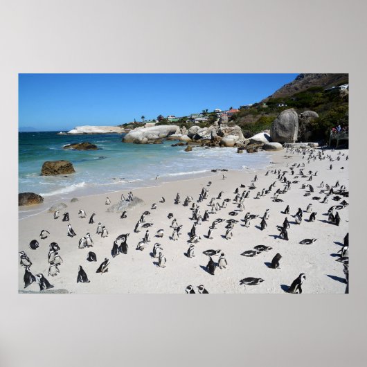 Penguins Boulders Beach | Südafrika Poster (Vorne)