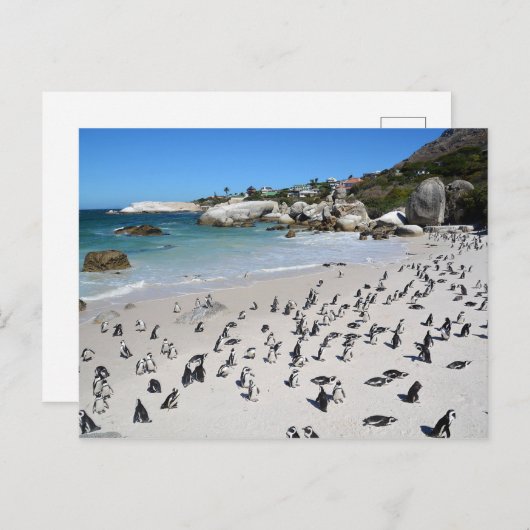 Penguins Boulders Beach | Südafrika Postkarte (Vorne/Hinten)