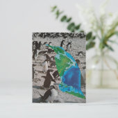 Penguins collage postkarte (Stehend Vorderseite)