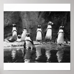 Penguins Galore Poster