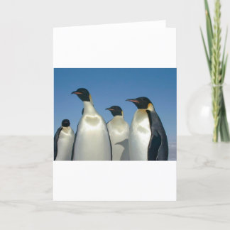 PENGUINS KARTE