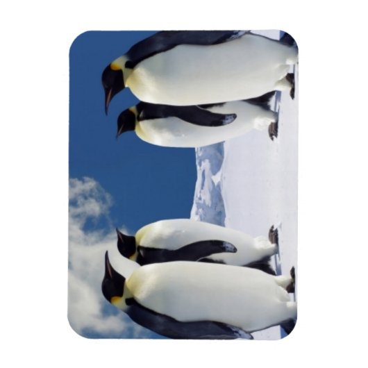 Penguins Magnet (Vertikal)