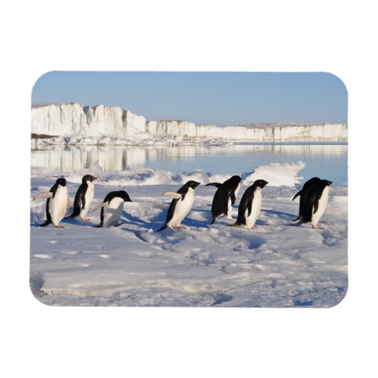 Penguins Magnet (Horizontal)