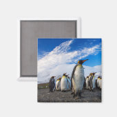Penguins Marching Blue Sky Magnet (Vorderseite/Rückseite)