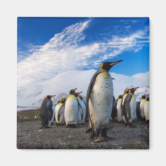 Penguins Marching Blue Sky Magnet (Vorne)