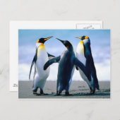 Penguins Postkarte (Vorne/Hinten)
