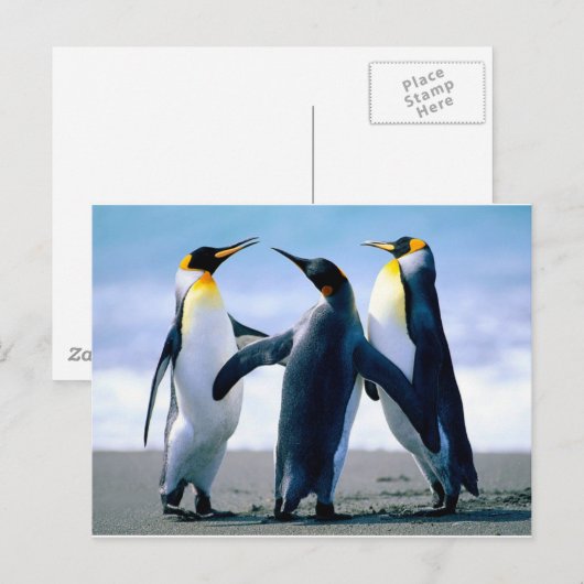 Penguins Postkarte (Vorne/Hinten)