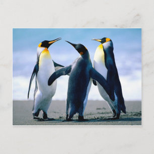 Penguins Postkarte